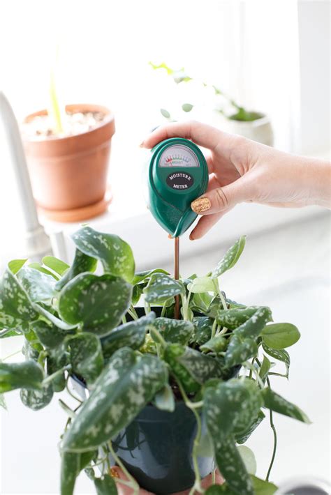 moisture meter folia collective|6 Things All Plant Beginners Should Know, According To An Expert.